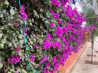 La hermosa planta trepadora que es perfecta como cubremuros para darle un toque único a tu casa