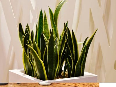 Lengua de Suegra o Sansevieria: truco infalible para que crezcan rozagantes y saludables