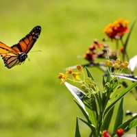 Vale oro: la planta que tenés que tener si querés que tu jardín se llene de mariposas