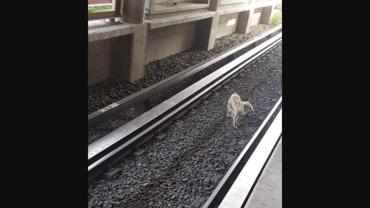 El perro habría caído a las vías de la Línea B del Metro