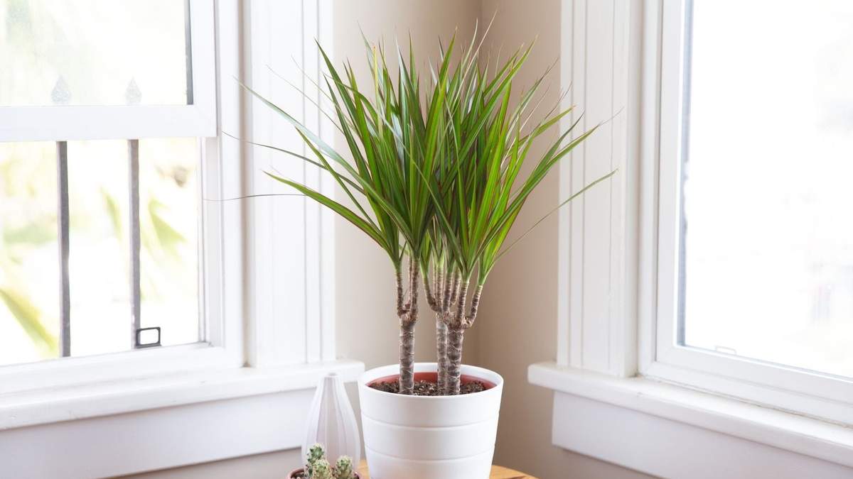 Plantas exóticas de interiores. Fuente: (X)