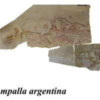 El museo de Zapala sumó un hallazgo con referencia a la mitología mapuche