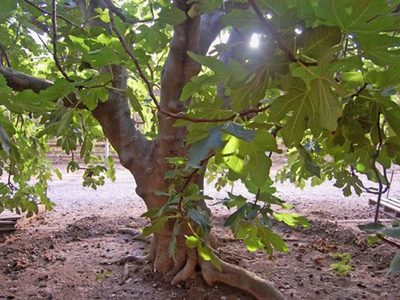 Sumá una higuera a tu jardín: una planta fácil que te da sombra, higos y vida silvestre