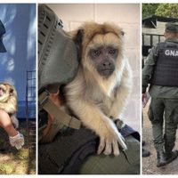 Encontraron un mono Carayá en una casa de La Matanza