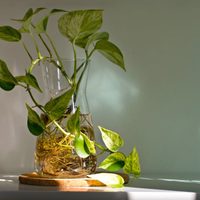 La exótica planta que se transforma llamativamente al entrar en contacto con el agua