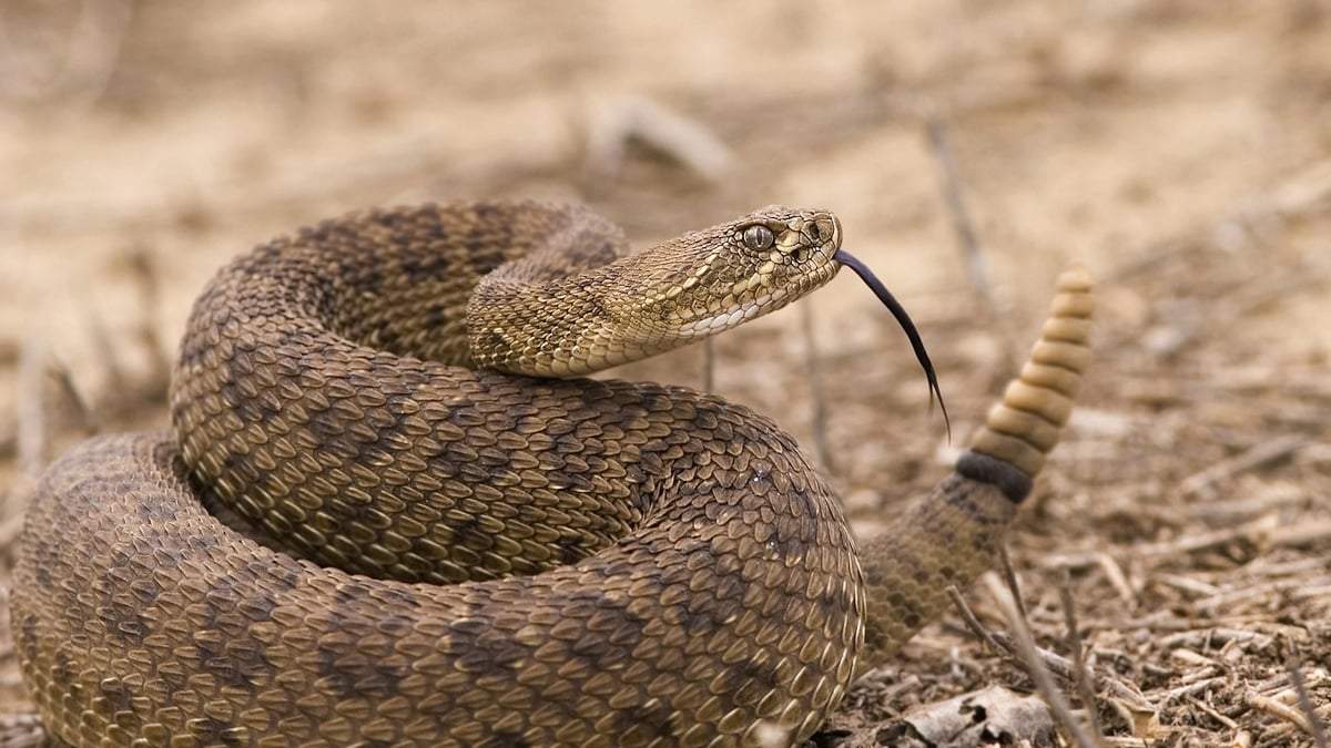 Serpiente de cascabel. Fuente: (Twitter)