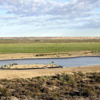Los vinos que nacieron en el desierto pampeano