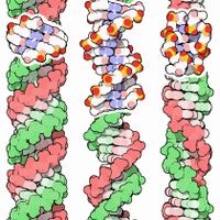 Proponen incluir el "darwinismo molecular" en la teoría de la evolución