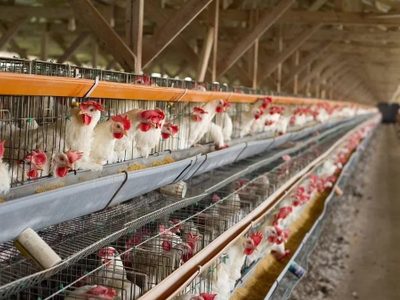 Gripe aviar: negaron que aves enterradas contaminen las napas