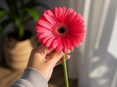 La gerbera, la margarita gigante que llena de color tu casa: claves y cuidados para que florezca todo el año
