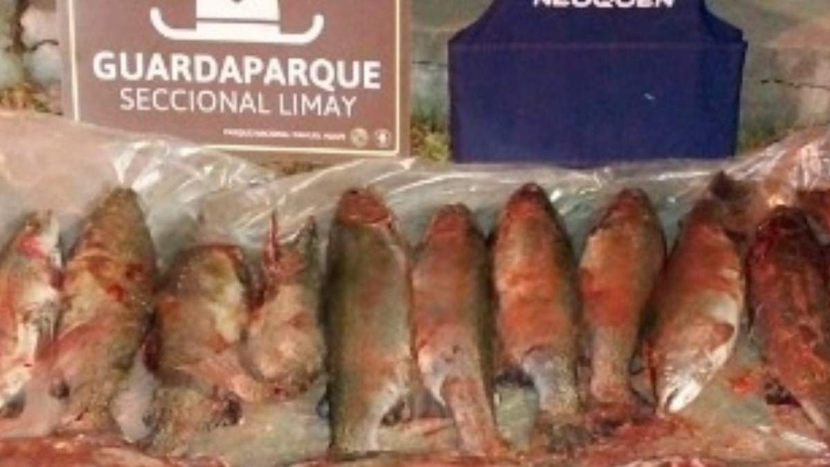 Truchas decomisadas por pesca ilegal. Fuente: (Policía del Neuquén)