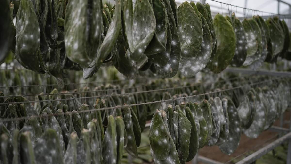 Hojas de nopal cubiertas de larvas de cochinilla cuelgan de bastidores