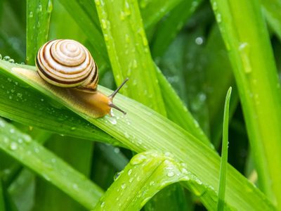 Sin gastar: el poderoso truco para alejar a los caracoles de tus plantas que usan muchos jardineros