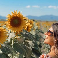 Promocionan la ruta del girasol para conocer sitios naturales en México