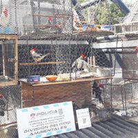 Rescataron 16 aves que se encontraban cautivas en una chacra de San Patricio del Chañar