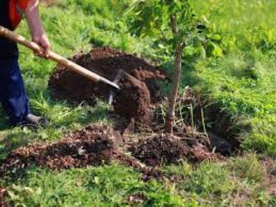 Jóvenes por el Clima plantará árboles en merenderos y plazas de Neuquén