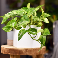 El verdadero truco de los jardineros para tener la planta de Potus sana y con muchas hojas todo el año