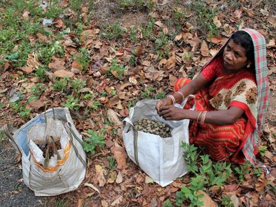 La ONU concluyó que la vida de gran parte de la población mundial depende de especies silvestres