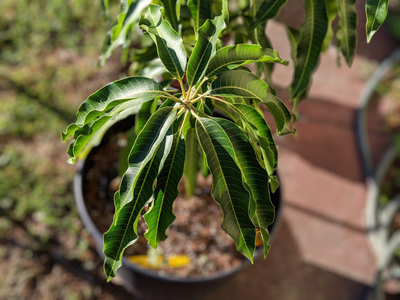 Tené tu propia planta de mango con este truco: seguí el paso a paso para no fracasar en el intento