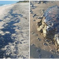 Derrame de petróleo se extiende a largo de casi 170 kilómetros del litoral veracruzano