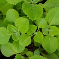 En tiempos de fuertes gripes y resfriados, la planta que será un tesoro en tu jardín por su poder curativo