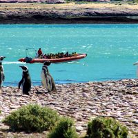 Puerto Deseado: un destino turístico para disfrutar este verano