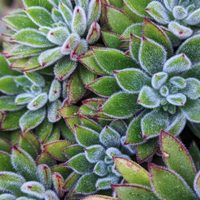 Suculentas: los trucos para que la Echeveria Doris Taylor crezca bella y lozana