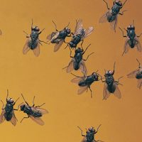 Más fácil de lo que creías: el truco para alejar a las moscas de tu casa usando solo 4 ingredientes