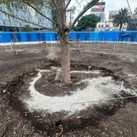 Tras ataque, el nuevo ahuehuete de Paseo de la Reforma “tiene brotes”