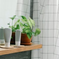 Te va a sorprender: mirá lo que sucede si ponés esta planta en tu baño