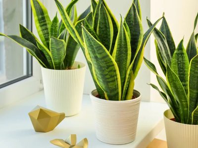 La planta noble e indestructible que muchas abuelas tenían en su jardín y que atrae la buena suerte a tu casa