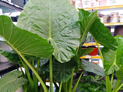La planta de hojas XL, que resiste el frío, revive en verano y se multiplica fácilmente
