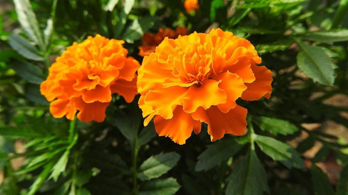 Plantas. Fuente: (Instagram)