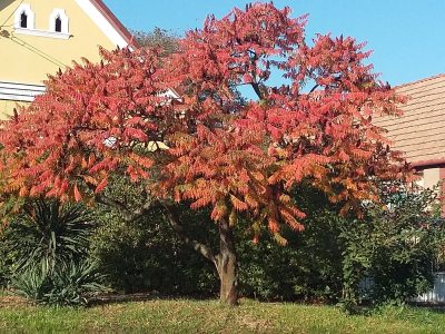 El árbol que llena de color y magia tu jardín en otoño, pero que esconde un peligroso secreto