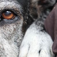 Crecen las denuncias por envenenamiento de animales en Zapala en medio de reclamos por fallas institucionales