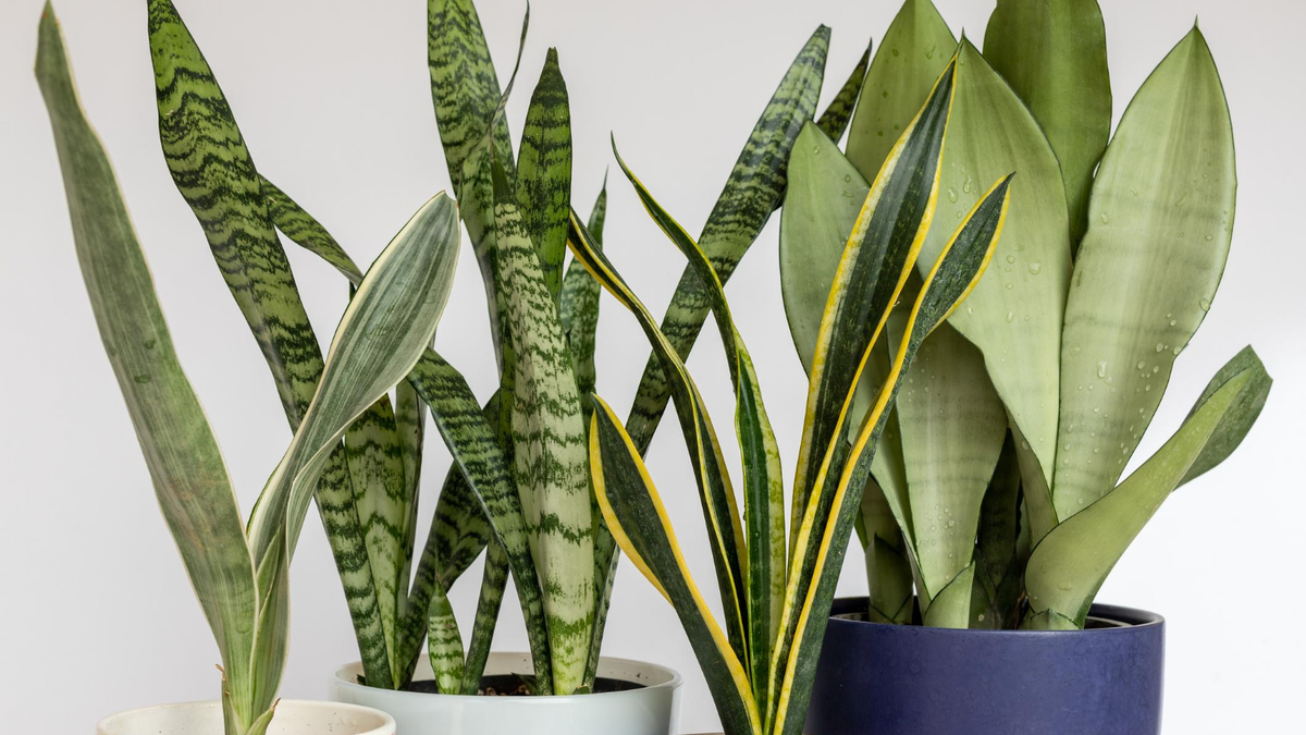 Sansevieria. Fuente: (Instagram)