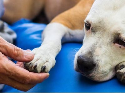 El sorprendente poder de las mascotas para detectar cambios en la salud