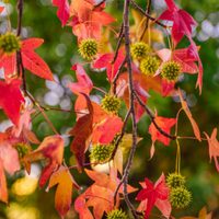 El árbol que explota de color en otoño y que es ideal para poner en la vereda