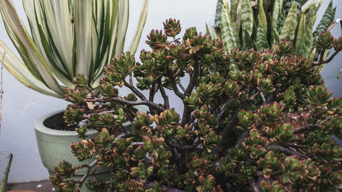 Si querés que tu Árbol de Jade prospere y crezca fuerte, conocé sus cuidados esenciales.