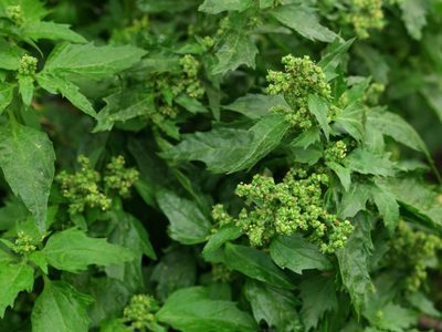 La planta prehistórica que crece gratis y tiene más proteína que la lechuga o la espinaca