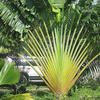 Palma el viajero: la planta que no puede faltar en tu jardín y que es tendencia en decoración