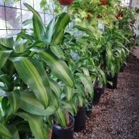 Conocé cuál es la planta de la felicidad y por qué tenerla adentro de tu casa es sumamente beneficioso
