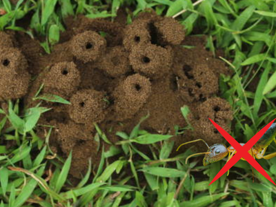 Cuál es el extracto natural que elimina las hormigas del jardín sin dañar tus plantas