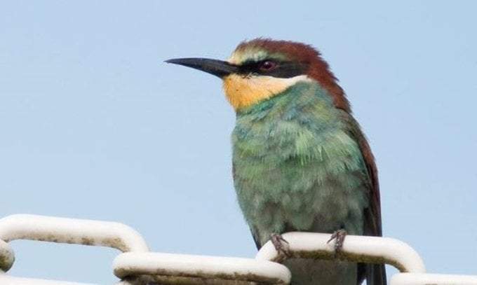 Cambio climático modificará especies