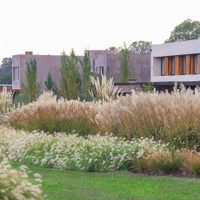 Ni la sombra ni el calor las detienen: las plantas que crecen en lugares difíciles y son perfectas para decorar