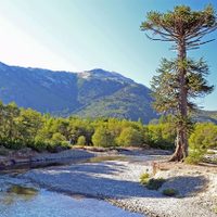 En Villa Pehuenia, “los árboles cuentan historias”