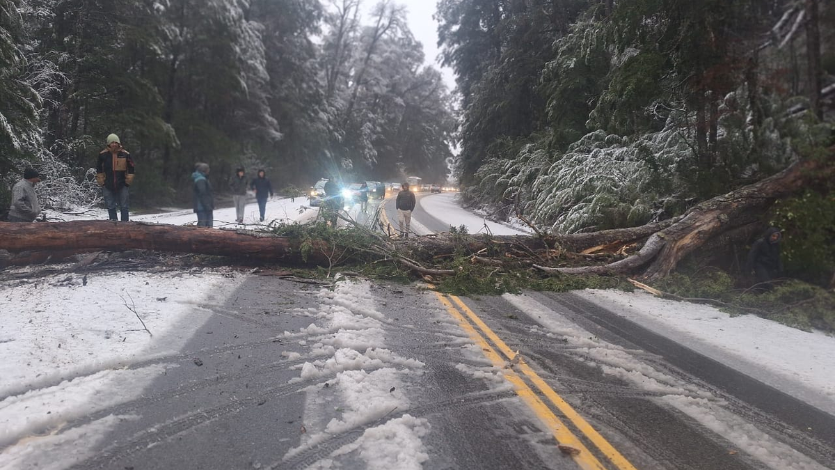 Caída de un árbol en la Ruta 40. Fuente: (Vialidad Nacional)