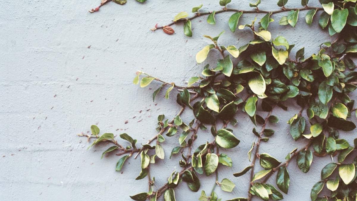 Plantas. Fuente: (Instagram)