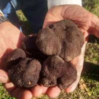 Choele Choel: la cosecha de trufas negras ha sido un éxito