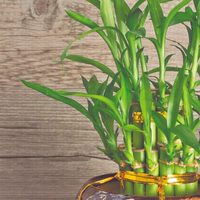Bambú: los pasos más sencillos para cuidar esta planta que atrae la fortuna y la buena suerte